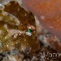 , photo taken in Indonesia, North Sulawesi, Lembeh Strait, Sarena Besar 1