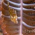 , photo taken in Indonesia, North Sulawesi, Lembeh Strait, Sarena Besar 1