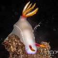 Nudibranch