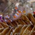 Yellow Spotted Anemone Shrimp (Ancylomenes Luteomaculatus)