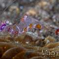 Yellow Spotted Anemone Shrimp (Ancylomenes Luteomaculatus)