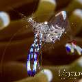 Holthuis' Anemone Shrimp (Ancylomenes Holthuisi)