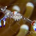 Holthuis' Anemone Shrimp (Ancylomenes Holthuisi)