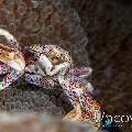 Spotted porcelain crab (Neopetrolisthes maculatus), photo taken in Indonesia, North Sulawesi, Lembeh Strait, Sarena Besar 1