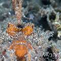 Spiny Devilfish (Inimicus Didactylus)