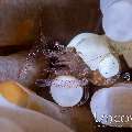 Eggshell shrimp (Hamopontonia corallicola), photo taken in Indonesia, North Sulawesi, Lembeh Strait, Sarena Besar 1