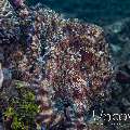Day Octopus (Octopus Cyanea)