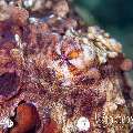Day Octopus (Octopus Cyanea)
