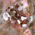 Harlequin Sweetlip (Plectorhinhus Chaetodonoides)