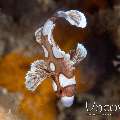 Harlequin Sweetlip (Plectorhinhus Chaetodonoides)