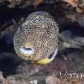 Map Puffer (Arothron Mappa)