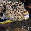 Map Puffer (Arothron Mappa)