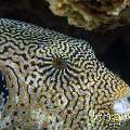 Map Puffer (Arothron Mappa)