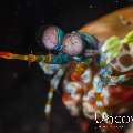 Peacock Mantis Shrimp (Odontodactylus scyllarus), photo taken in Indonesia, North Sulawesi, Lembeh Strait, Makawide 3