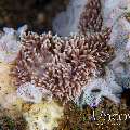 Nudibranch (Tenellia Sp. 97)