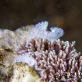 Nudibranch (Tenellia Sp. 97)