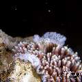 Nudibranch (Tenellia Sp. 97)
