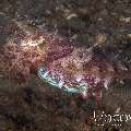 Broadclub Cuttlefish (Sepia Latimanus)