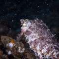 Broadclub Cuttlefish (Sepia Latimanus)