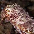 Broadclub cuttlefish (Sepia latimanus), photo taken in Indonesia, North Sulawesi, Lembeh Strait, Makawide 3