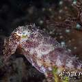 Broadclub Cuttlefish (Sepia Latimanus)