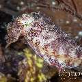 Broadclub Cuttlefish (Sepia Latimanus)