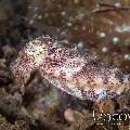 Broadclub Cuttlefish (Sepia Latimanus)