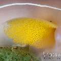 Eggs, Nudibranch