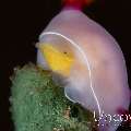 Eggs, Nudibranch, photo taken in Indonesia, North Sulawesi, Lembeh Strait, Makawide 3