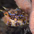 Thornback Cowfish (Lactoria Fomasini)