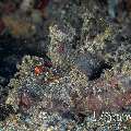 Spiny Devilfish (Inimicus Didactylus)