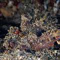 Spiny Devilfish (Inimicus Didactylus)