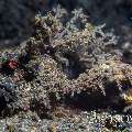 Spiny Devilfish (Inimicus Didactylus)