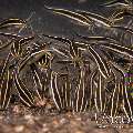 Striped Catfish (Plotosus Lineatus)
