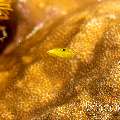 Canary Wrasse (Halichoeres Chrysus)