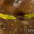Canary Wrasse (Halichoeres Chrysus)