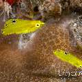 Canary Wrasse (Halichoeres chrysus), photo taken in Indonesia, North Sulawesi, Lembeh Strait, Makawide 3