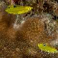 Canary Wrasse (Halichoeres Chrysus)