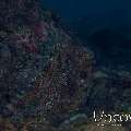 Day Octopus (Octopus Cyanea)