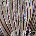 Common Feather Duster Worm (Sabellastarte sanctijosephi)