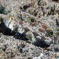 Signal Goby (Signigobius biocellatus), photo taken in Indonesia, North Sulawesi, Lembeh Strait, Lembeh Resort House Reef