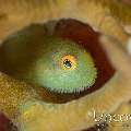 Yellow Coral Goby (Paragobiodon xanthosoma)