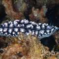 Nudibranch, photo taken in Indonesia, North Sulawesi, Lembeh Strait, Lembeh Resort House Reef