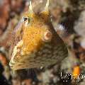 Thornback Cowfish (Lactoria Fomasini)