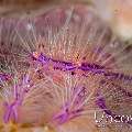 Hairy Squatlobster (Lauriea Siagiani), photo taken in Indonesia, North Sulawesi, Lembeh Strait, Lembeh Resort House Reef