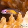 Pinkeye Goby (Bryaninops natans), photo taken in Indonesia, North Sulawesi, Lembeh Strait, Lembeh Resort House Reef