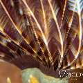 Indian Feather Duster Worm (Sabellastarte Spectabilis)