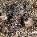 Spiny waspfish (Ablabys macracanthus)