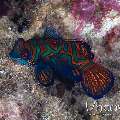 Mandarin Goby (Synchiropus Splendidus)