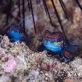Mandarin Goby (Synchiropus Splendidus)